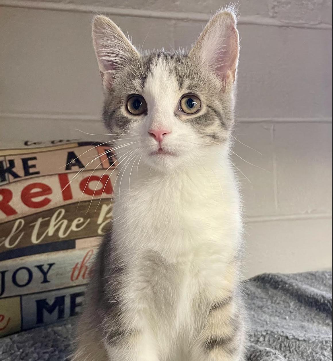 Enlarge Milo, an adopted Domestic Short Hair in Cincinnati, OH image 1/2