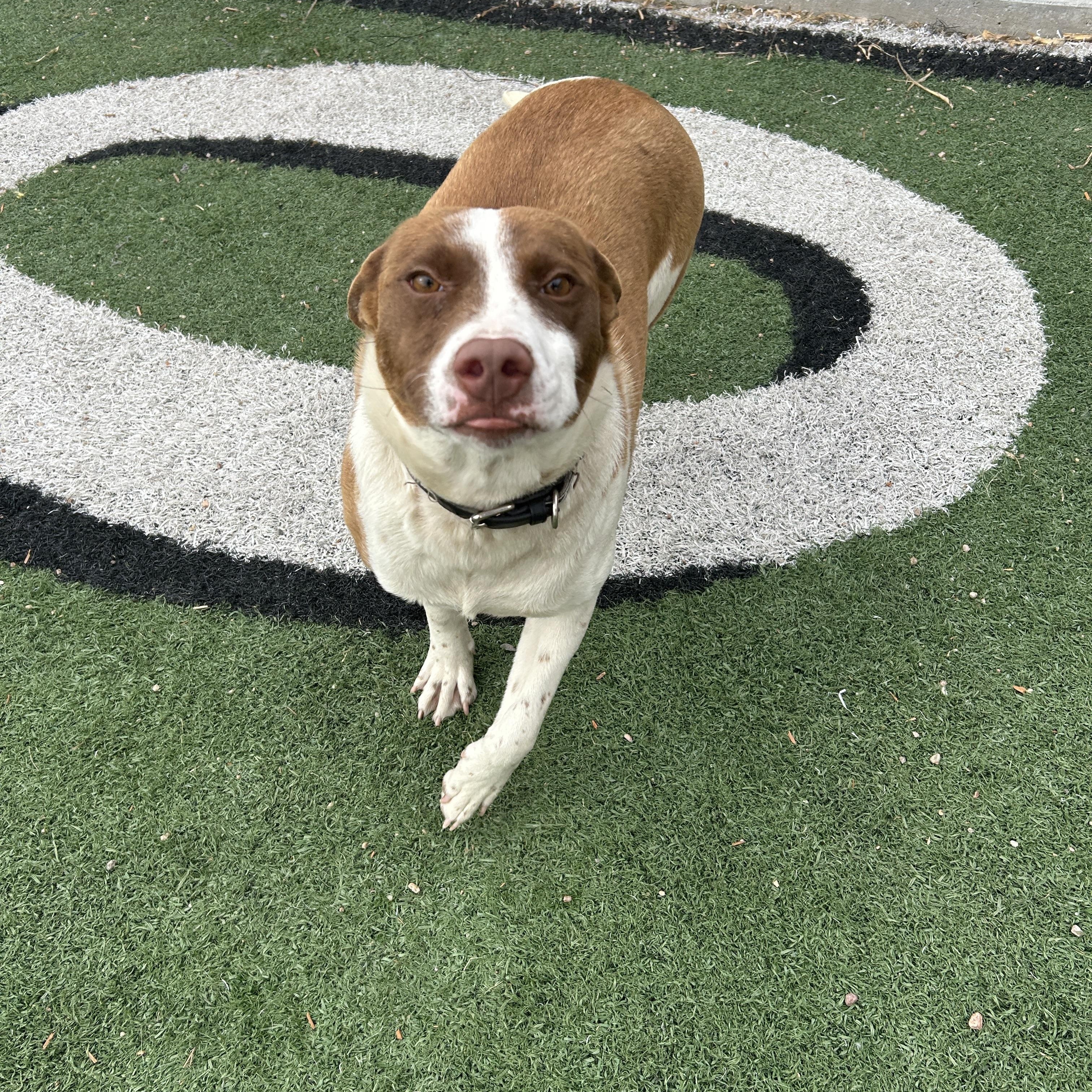 Enlarge Honey, a ADOPTABLE mixed breed in Seward, NE image 4/4