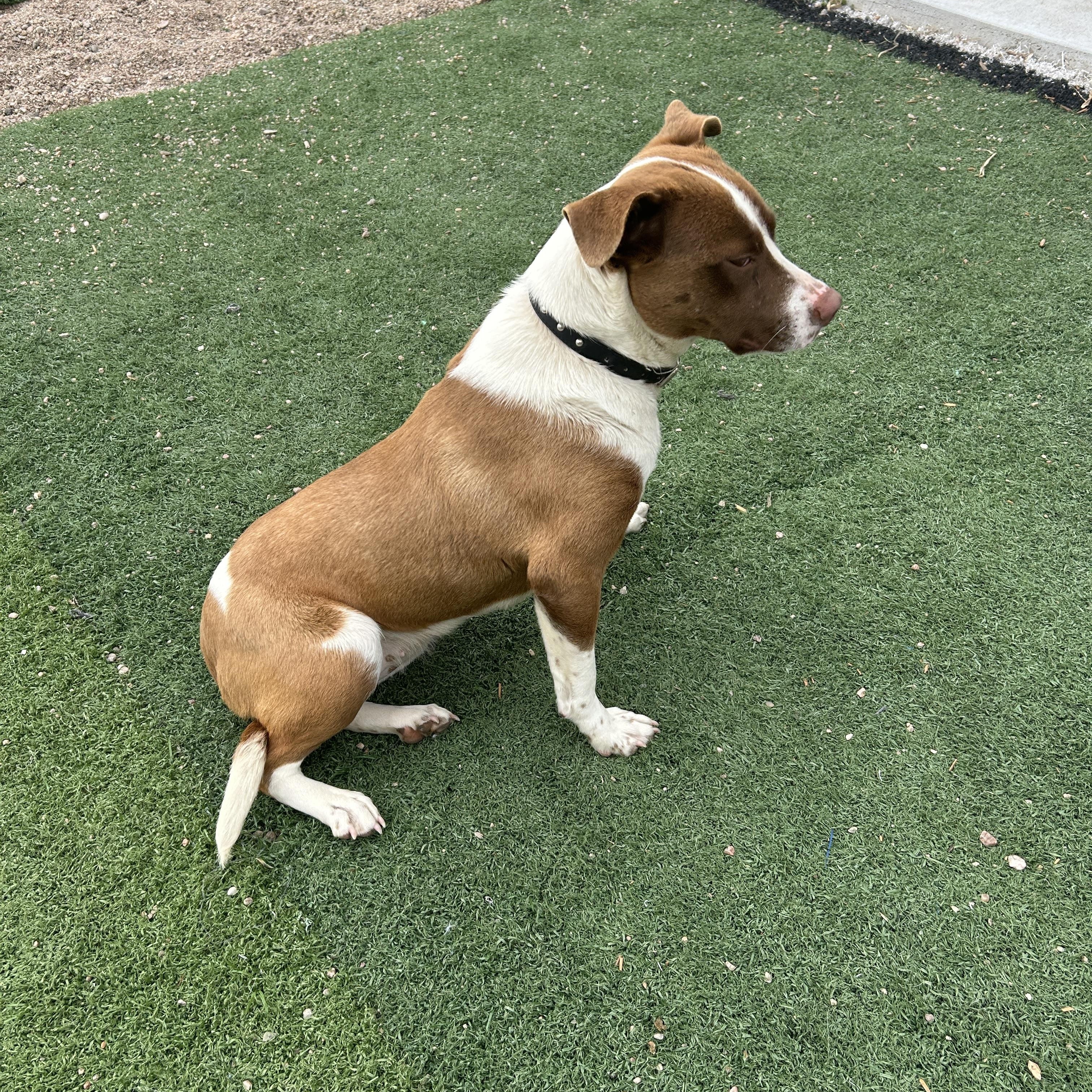 Enlarge Honey, a ADOPTABLE mixed breed in Seward, NE image 2/4