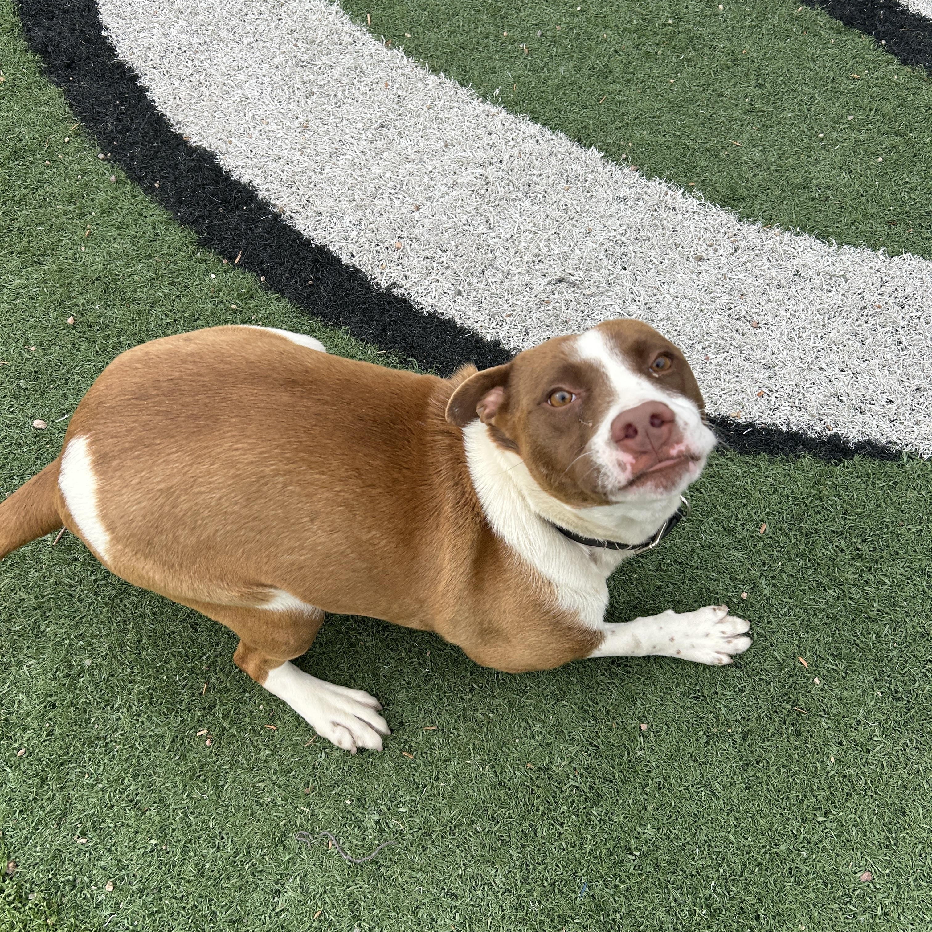 Enlarge Honey, a ADOPTABLE mixed breed in Seward, NE image 3/4