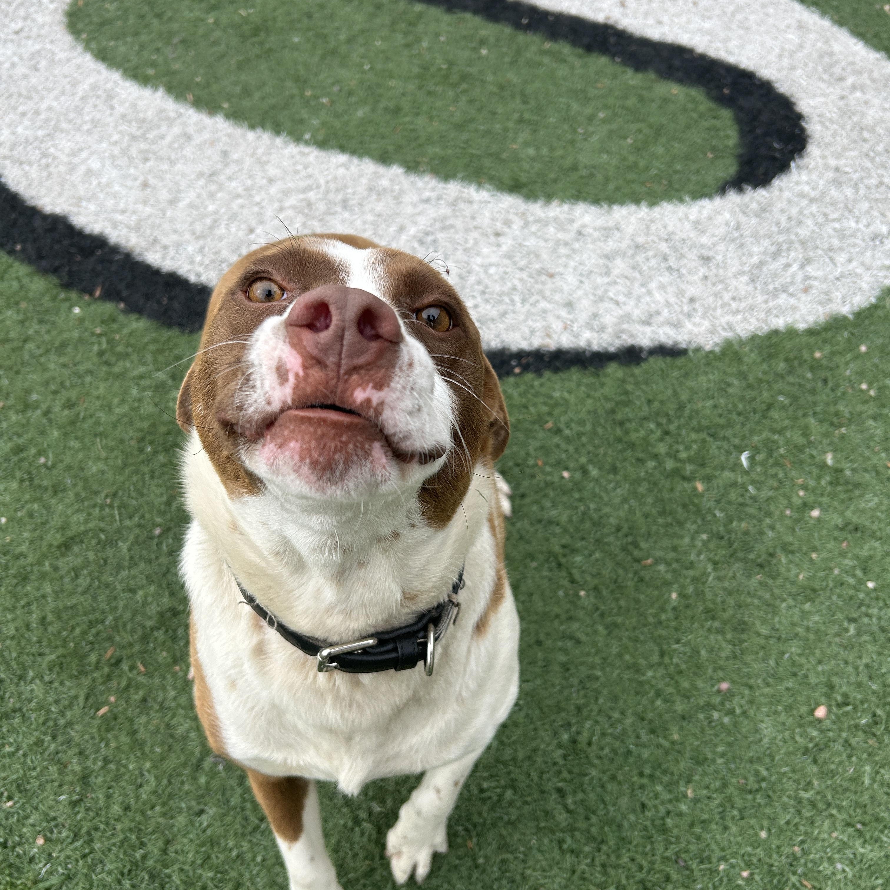Enlarge Honey, a ADOPTABLE mixed breed in Seward, NE image 1/4
