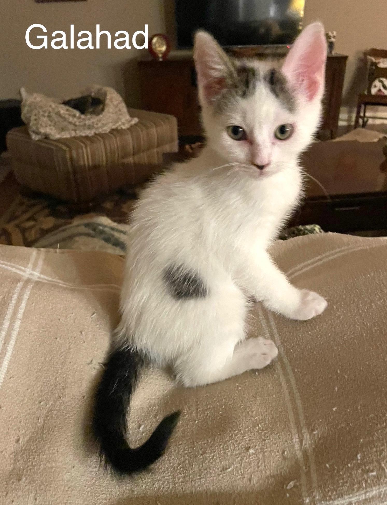 Galahad, adopted, Kitten Male American Shorthair & Domestic Short Hair.