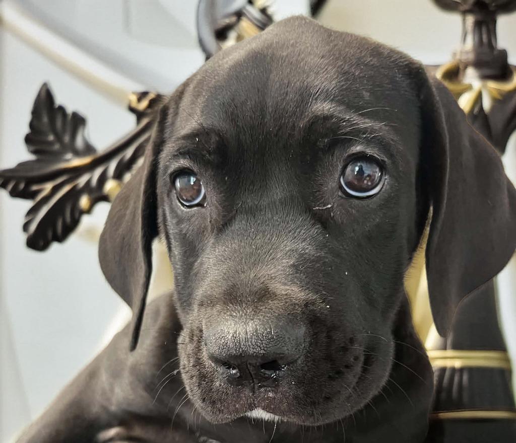 Jameson, Adoptable, Puppy Male Cane Corso.