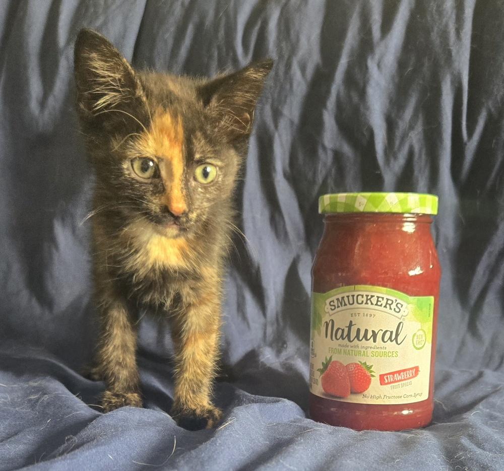 Jelly, Adoptable, Kitten Female Domestic Short Hair.