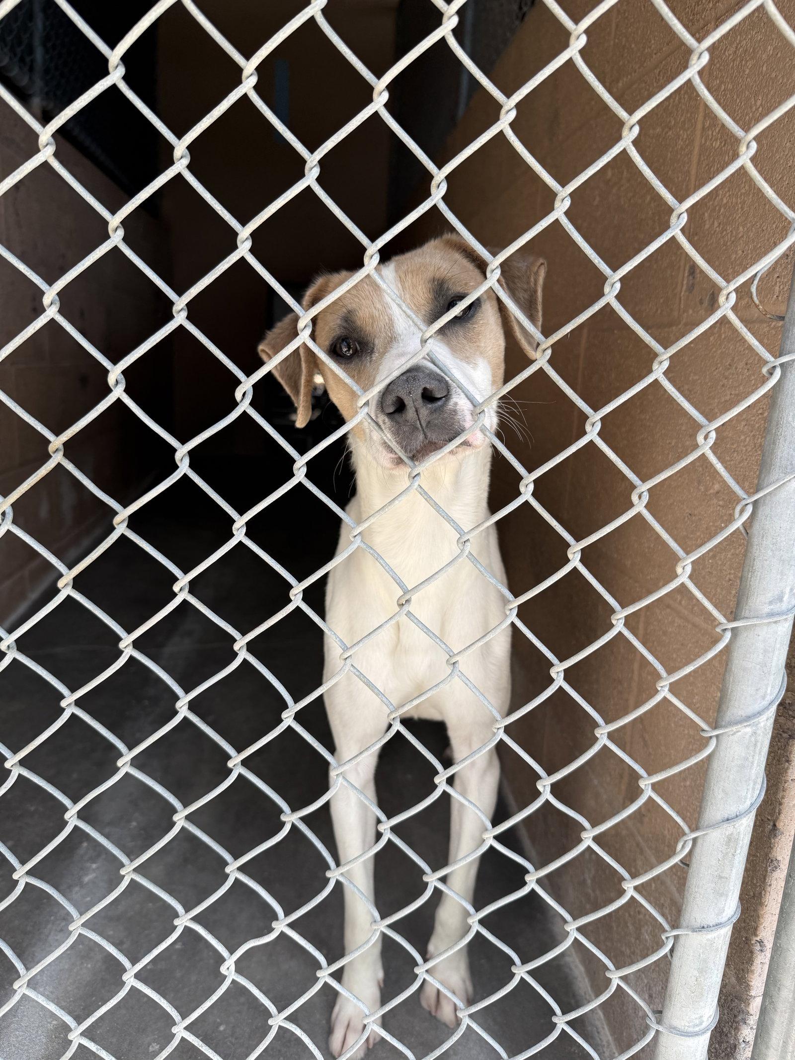 Buccee, Adoptable, Adult Male Jack Russell Terrier.