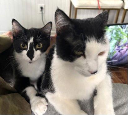 Sylvie, Adoptable, Adult Female Domestic Short Hair.