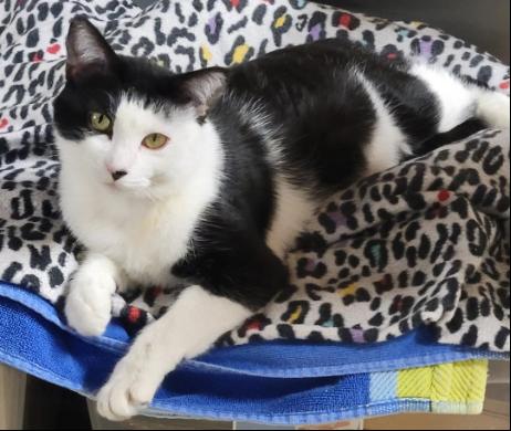 Enlarge Sylvie, a Adoptable Domestic Short Hair in Shawnee, KS image 2/3