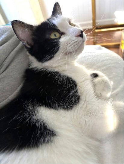 Enlarge Sylvie, a Adoptable Domestic Short Hair in Shawnee, KS image 3/3