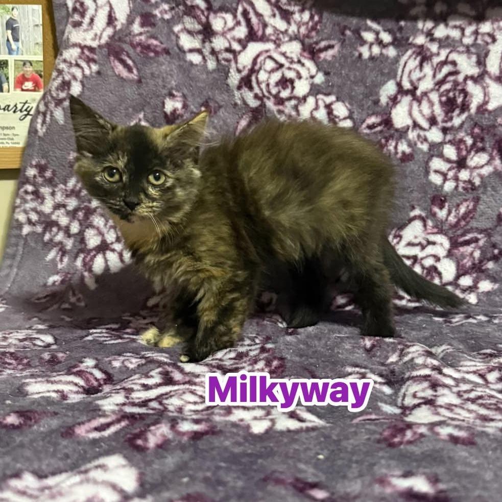 Milkyway, Adoptable, Kitten Female Domestic Long Hair.