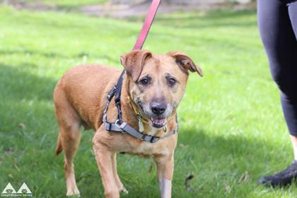 Phoebe, Adoptable, Adult Female Shepherd & Mixed Breed.