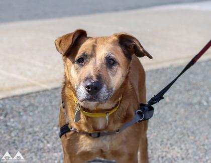 Enlarge Phoebe, a Adoptable mixed breed in Lowell, MA image 2/3