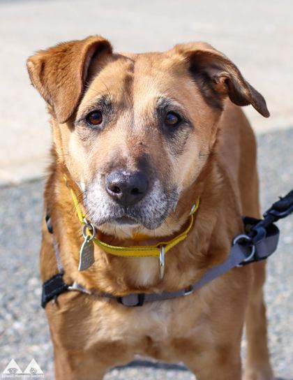 Enlarge Phoebe, a Adoptable mixed breed in Lowell, MA image 3/3
