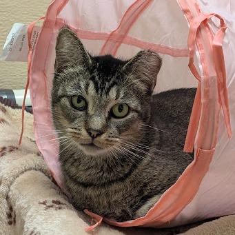 Enlarge Turnip (working cat), a Adoptable Domestic Short Hair in Birdsboro, PA image 1/2