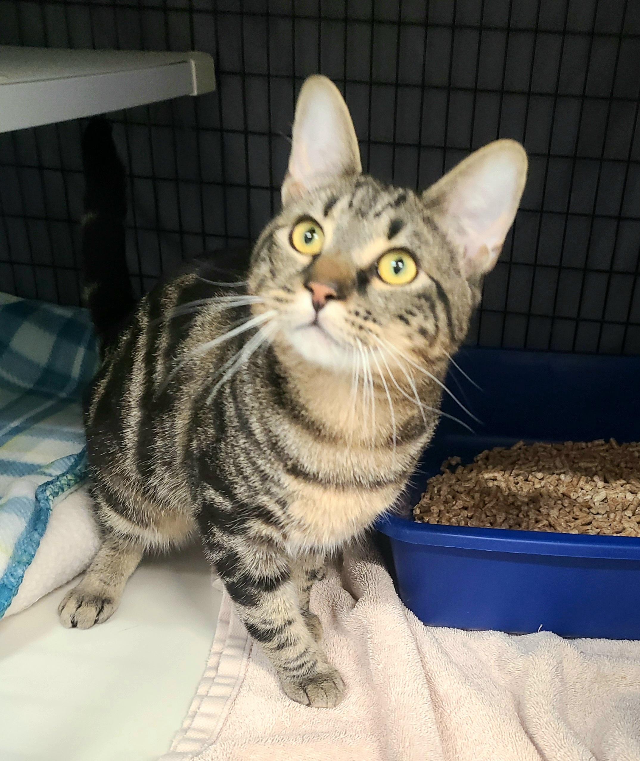 Orion, adopted, Adult Male Domestic Short Hair.