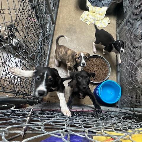 Scout, Adoptable, Puppy Female Hound & Mixed Breed.