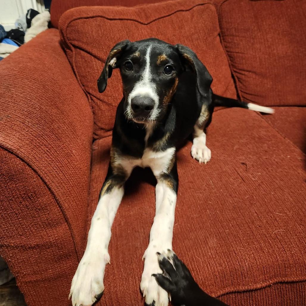 Enlarge Scout, a Adoptable mixed breed in Rochester, MN image 2/3