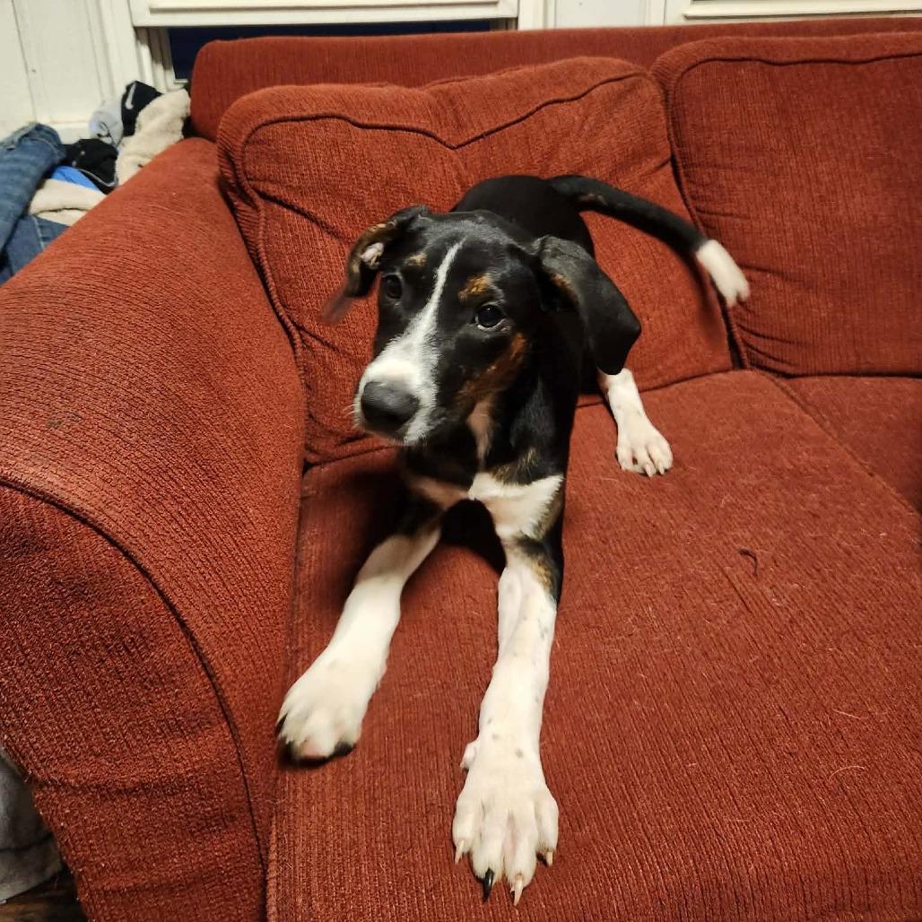 Enlarge Scout, a Adoptable mixed breed in Rochester, MN image 3/3
