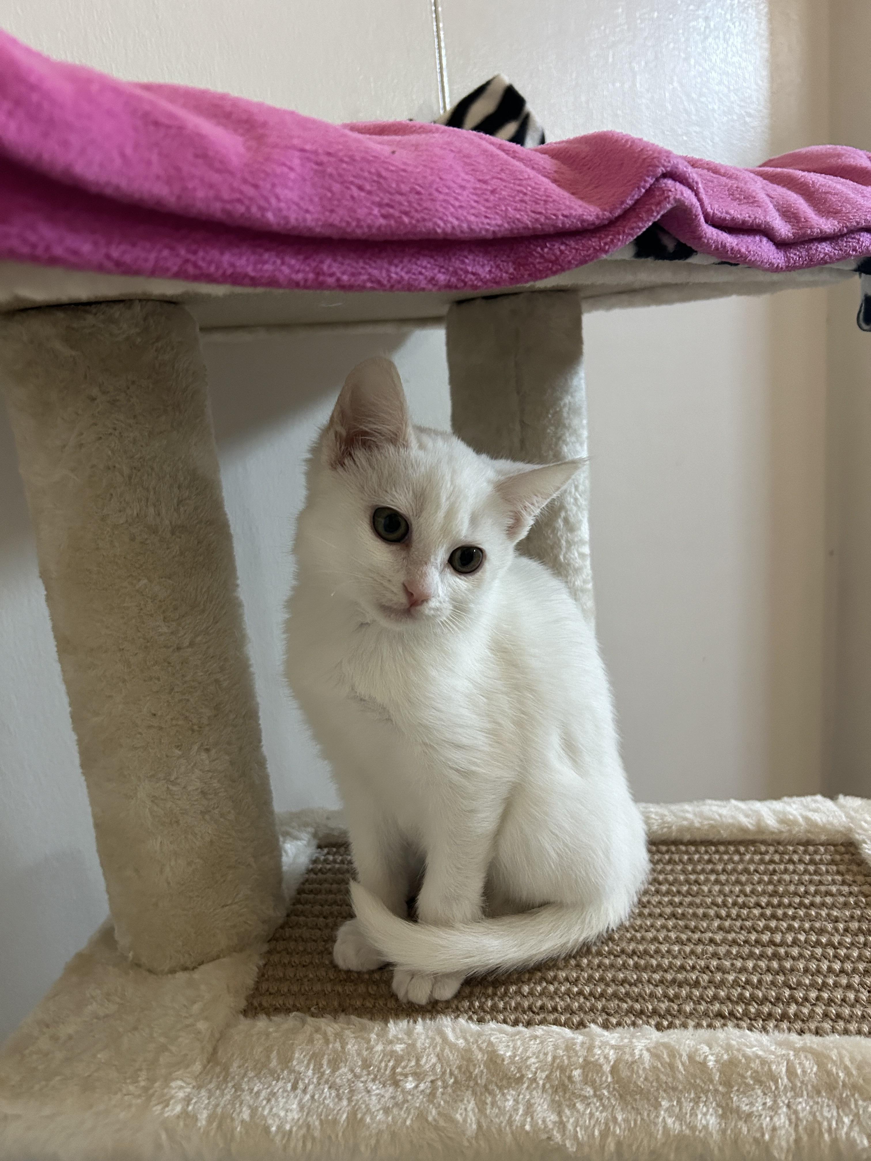 Enlarge Olga, a Adopted mixed breed in Long Beach, CA image 1/4