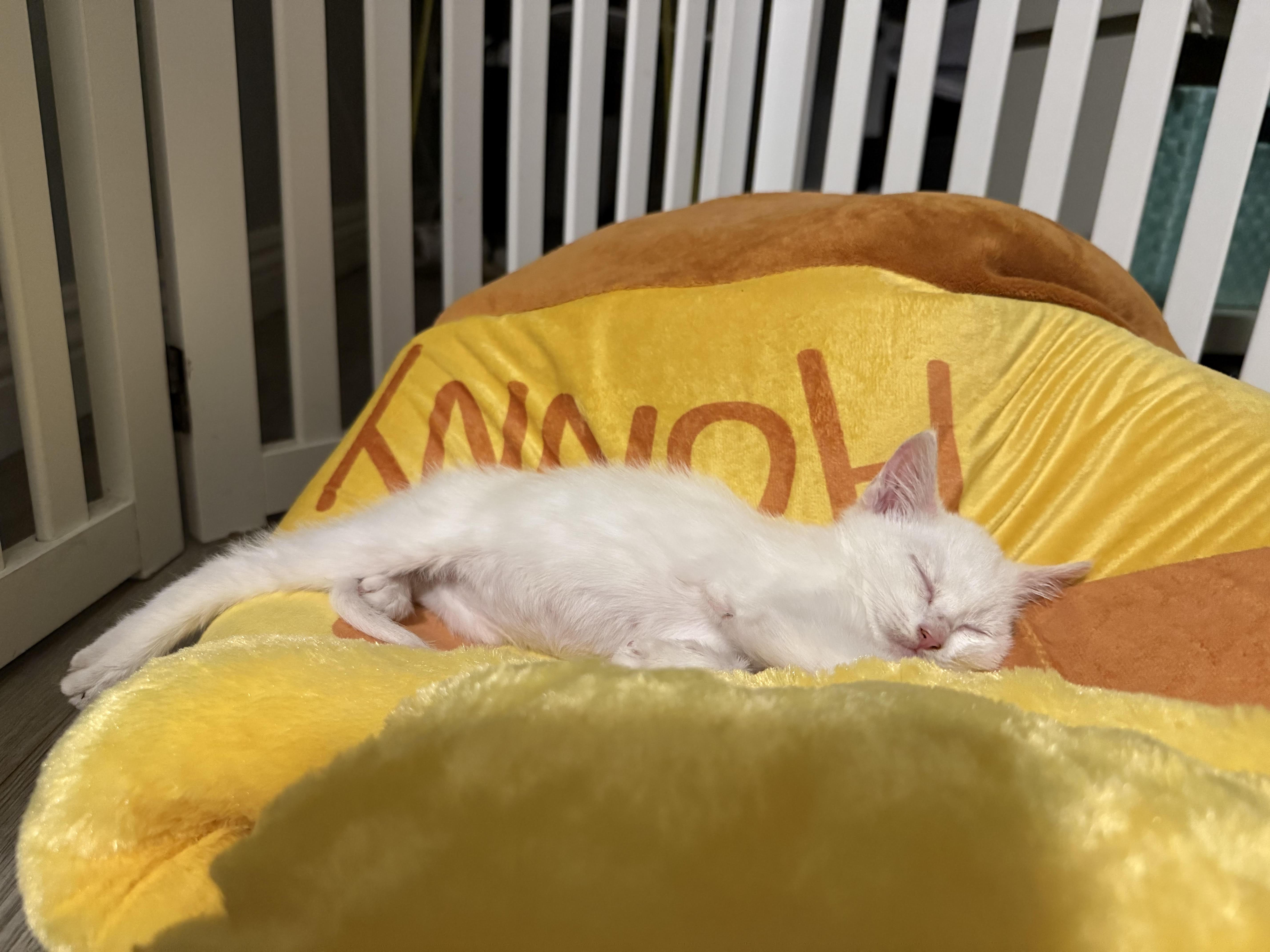 Enlarge Olga, a Adopted mixed breed in Long Beach, CA image 2/4