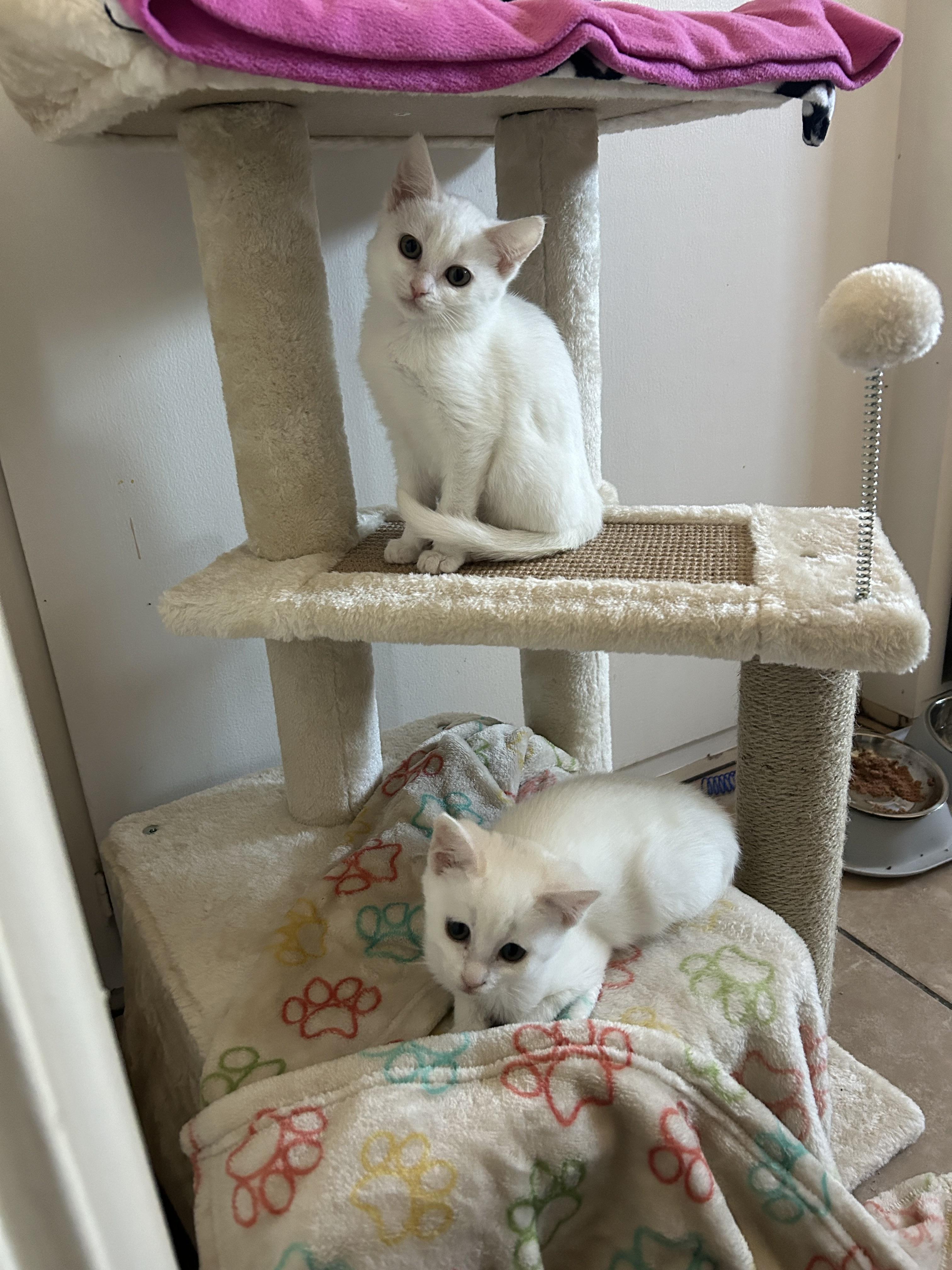 Enlarge Olga, a Adopted mixed breed in Long Beach, CA image 3/4