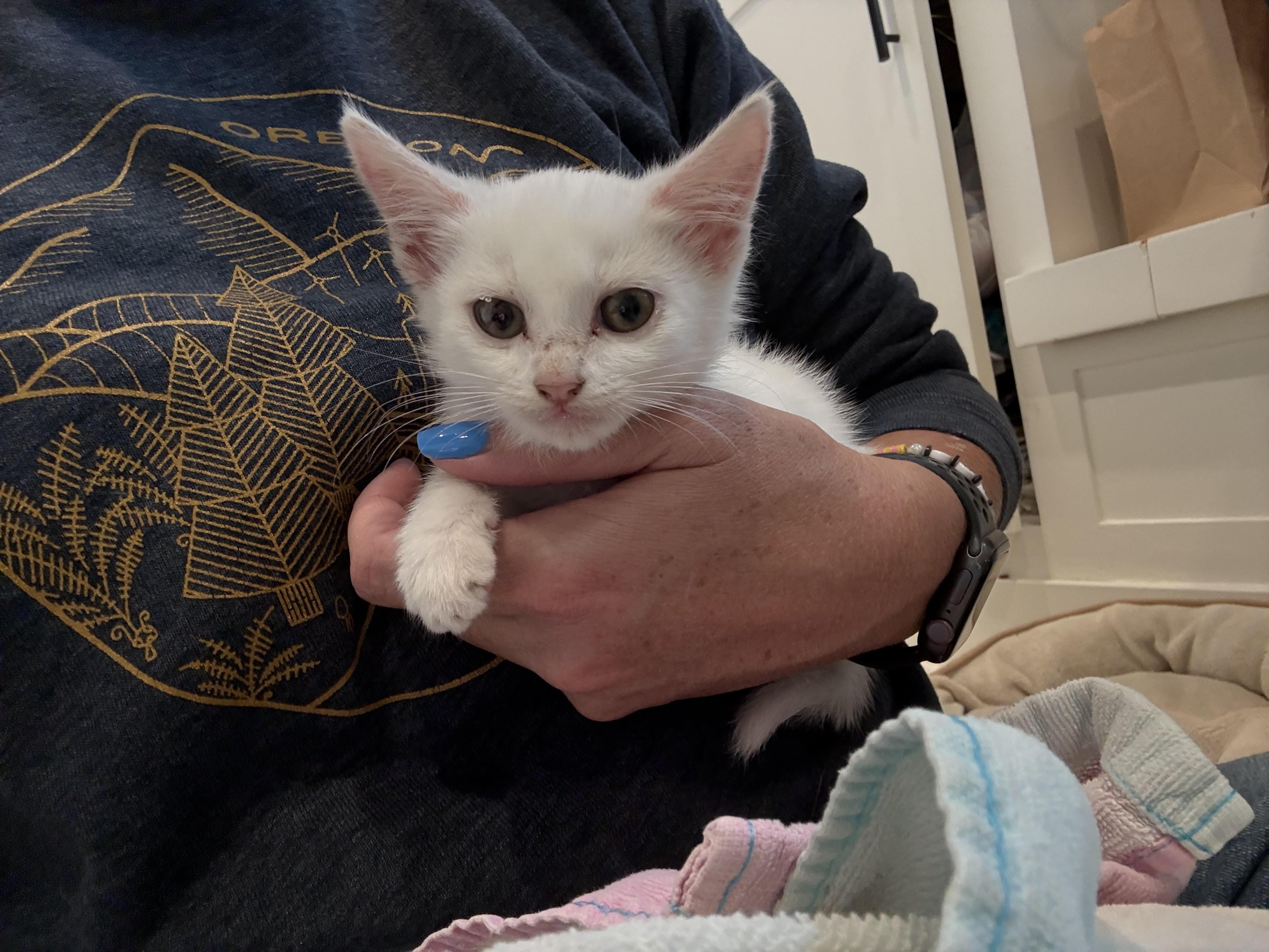 Enlarge Olga, a Adopted mixed breed in Long Beach, CA image 4/4