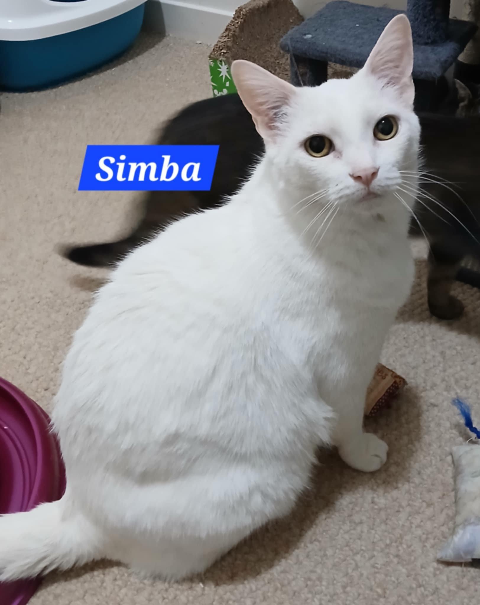 Simba, Senior Male Domestic Short Hair