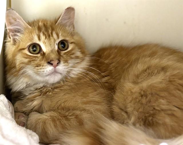 HAWK, Adoptable, Young Male Domestic Long Hair.