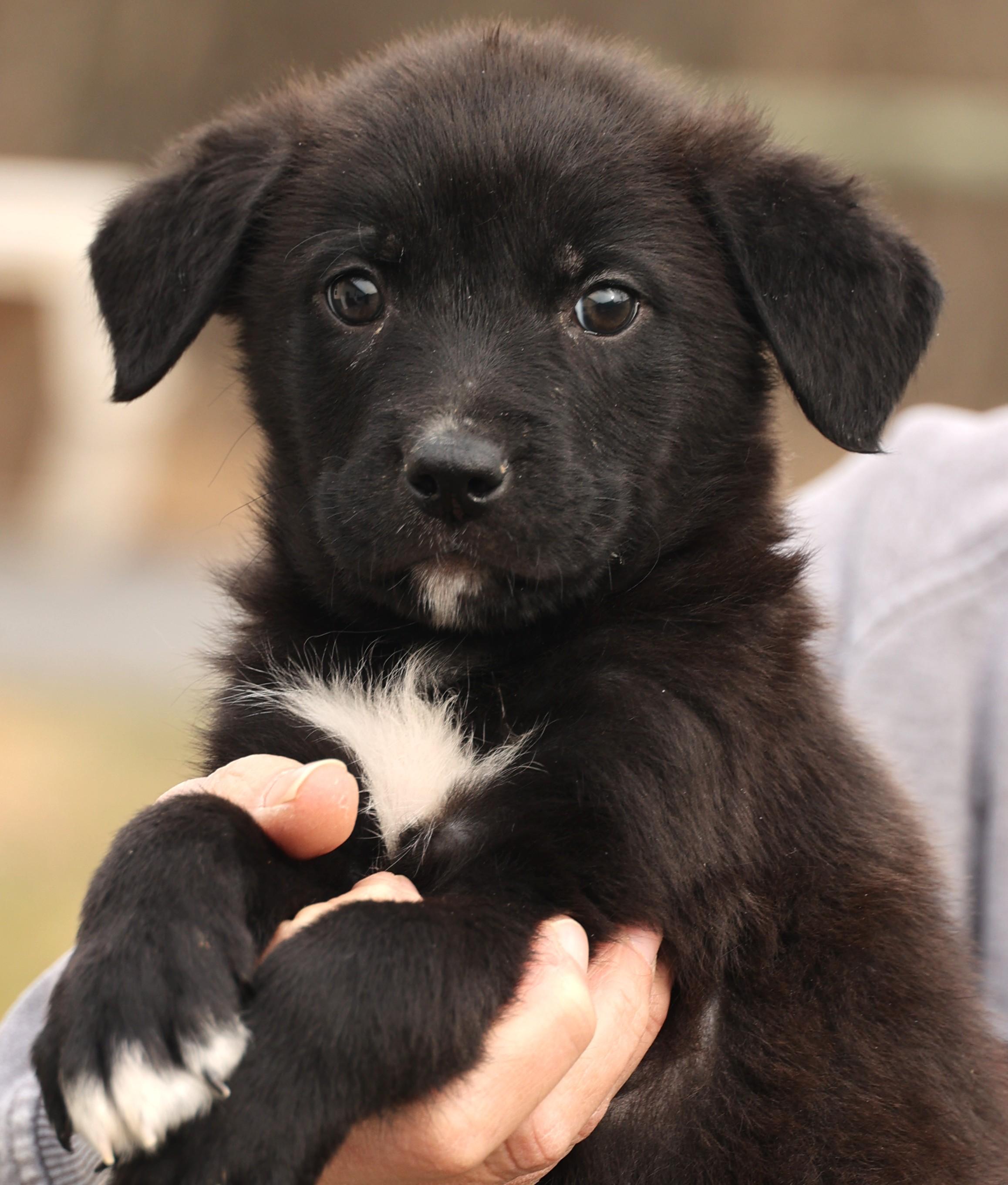 Enlarge Ace-Available! www.lhar.dog to apply! , an adoptable mixed breed in Frederick, MD image 2/6