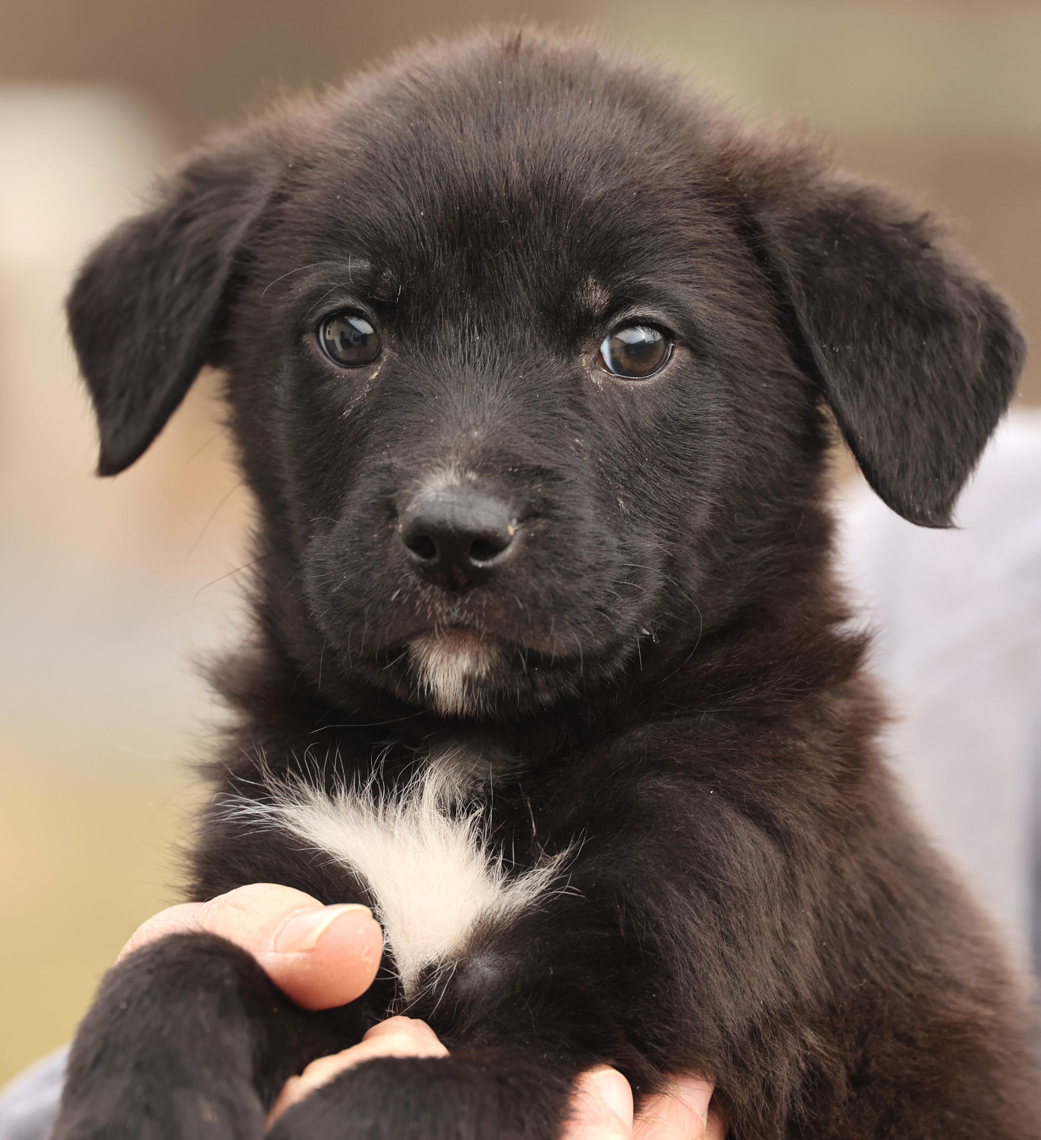 Ace-Available! www.lhar.dog to apply! , adoptable, Puppy Male Labrador Retriever & Collie.