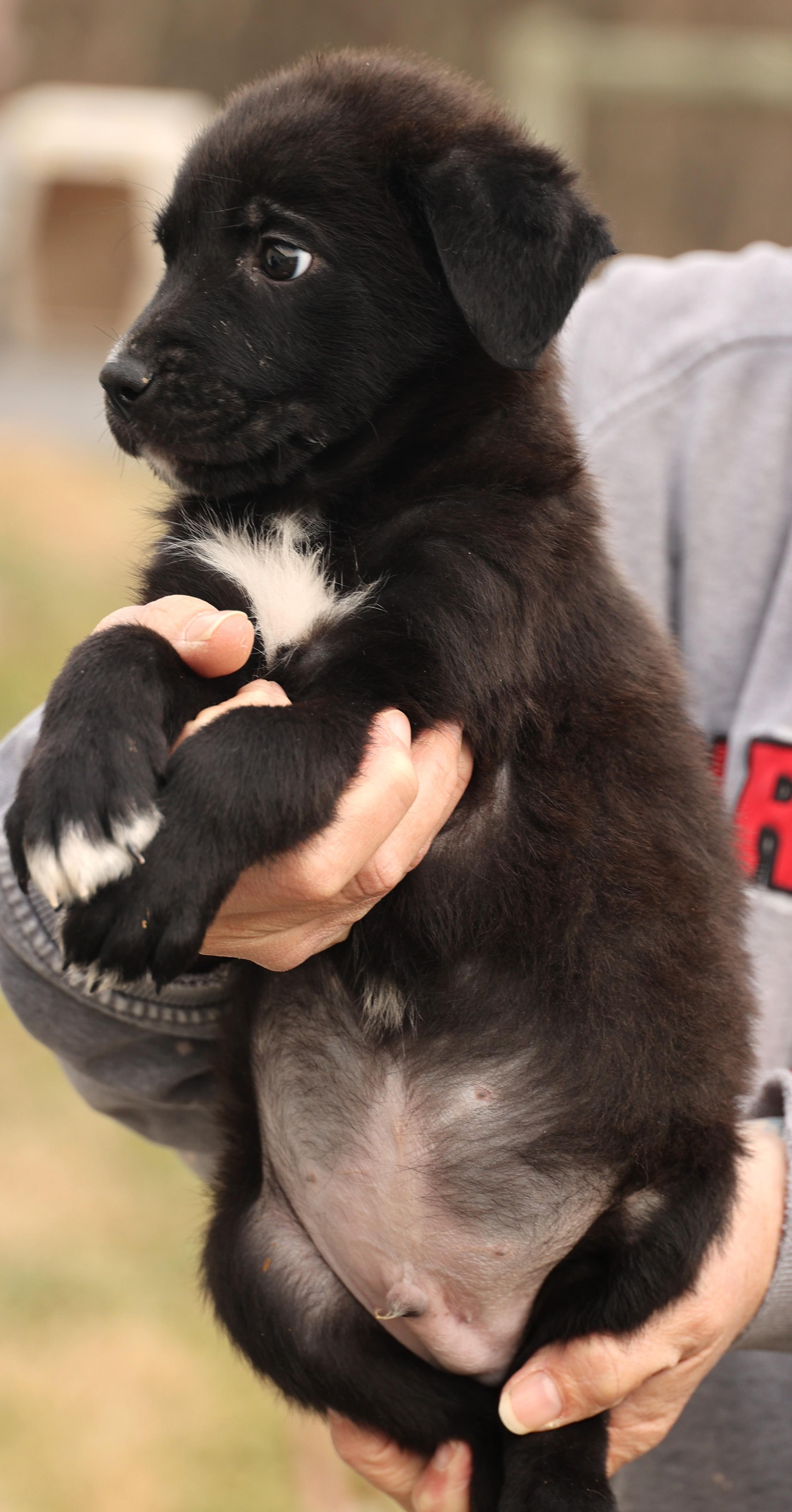 Enlarge Ace-Available! www.lhar.dog to apply! , an adoptable mixed breed in Frederick, MD image 3/6