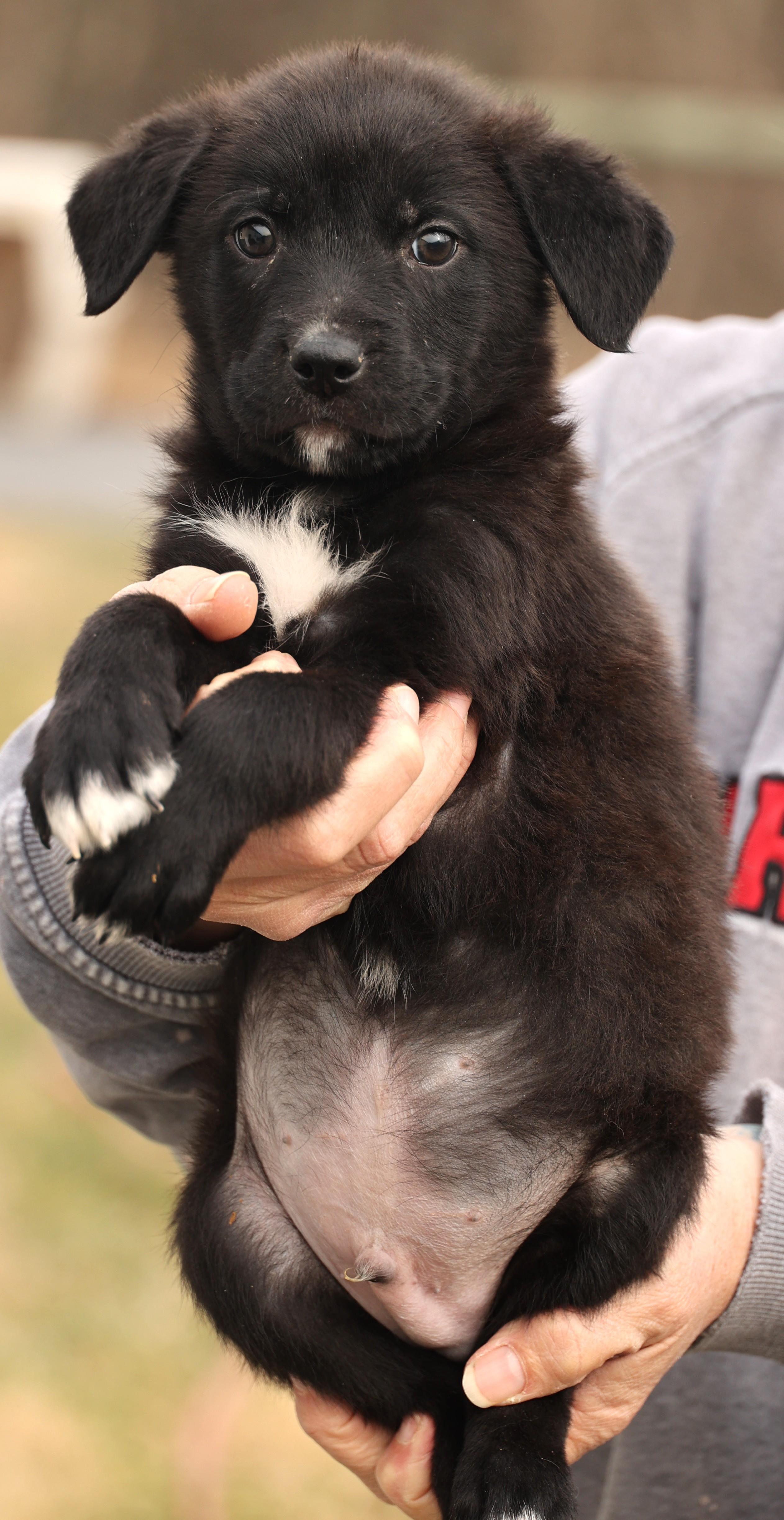 Enlarge Ace-Available! www.lhar.dog to apply! , an adoptable mixed breed in Frederick, MD image 5/6