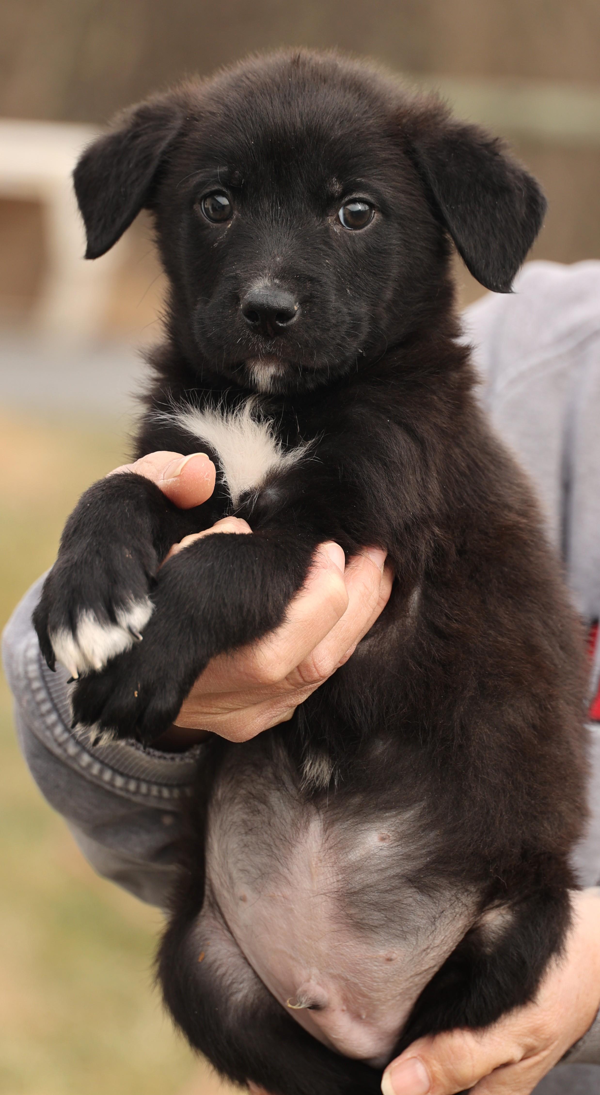 Enlarge Ace-Available! www.lhar.dog to apply! , an adoptable mixed breed in Frederick, MD image 4/6