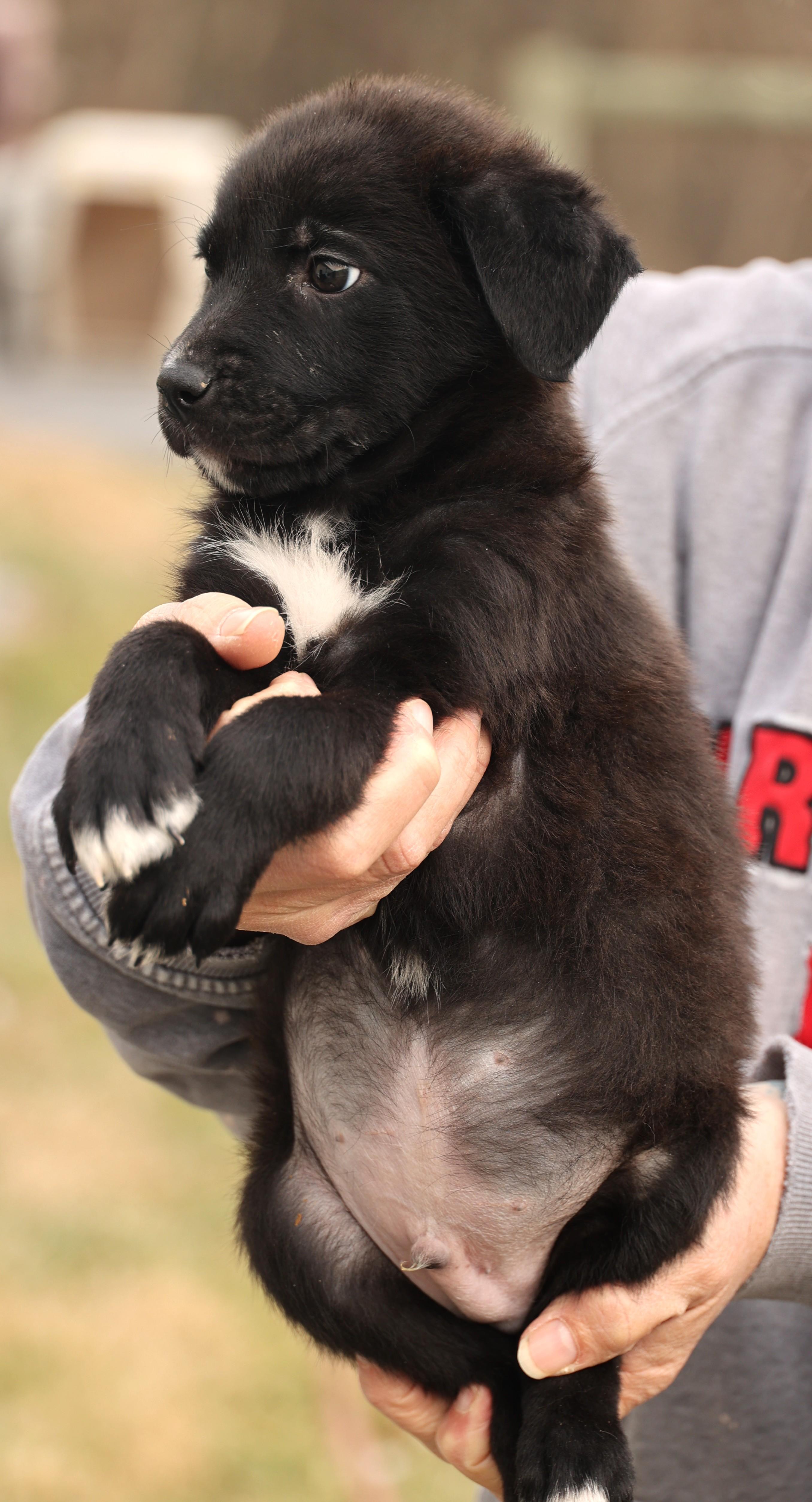 Enlarge Ace-Available! www.lhar.dog to apply! , an adoptable mixed breed in Frederick, MD image 6/6