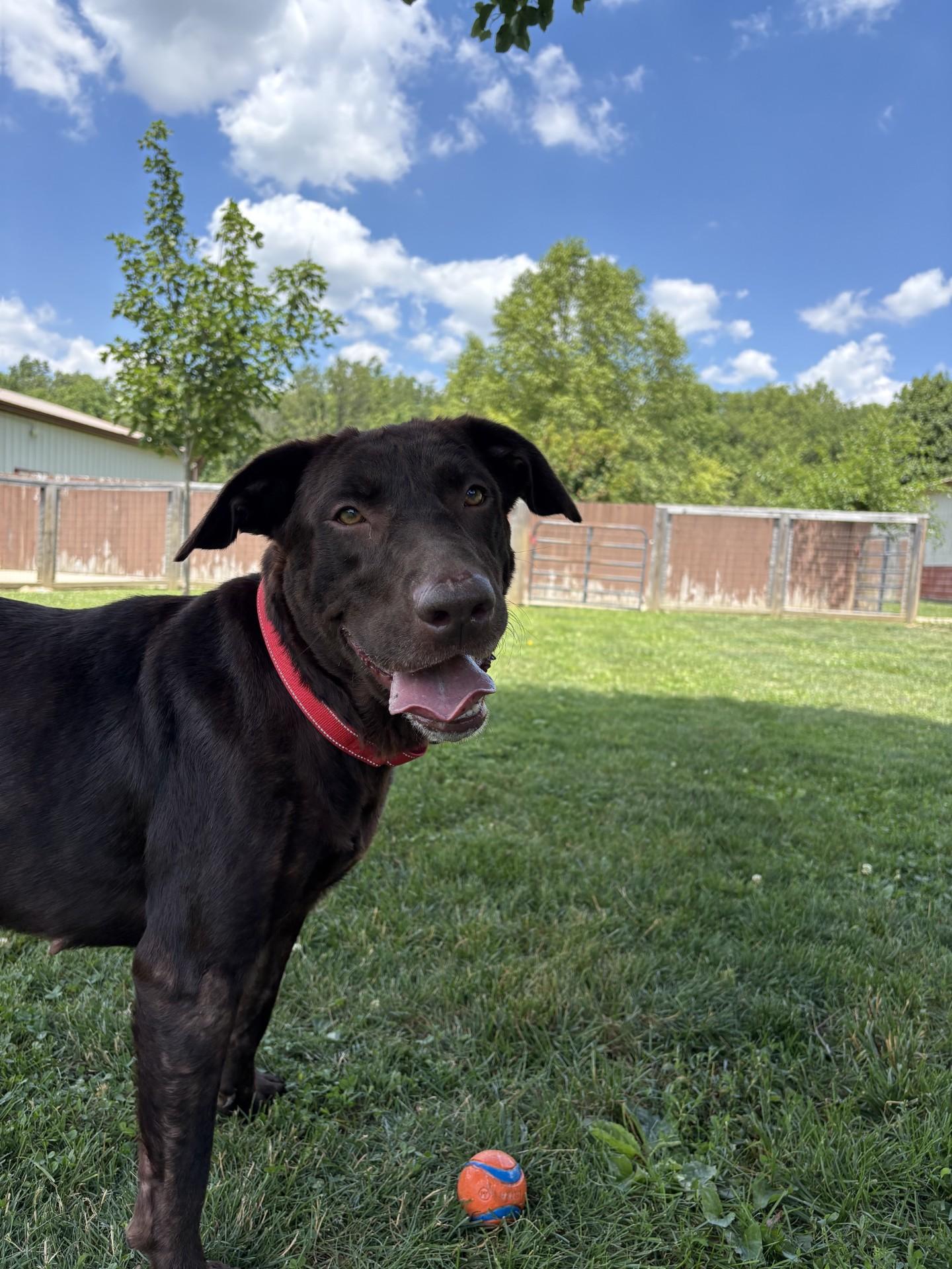 Enlarge Essie, a ADOPTABLE Chocolate Labrador Retriever in South Charleston, OH image 2/2