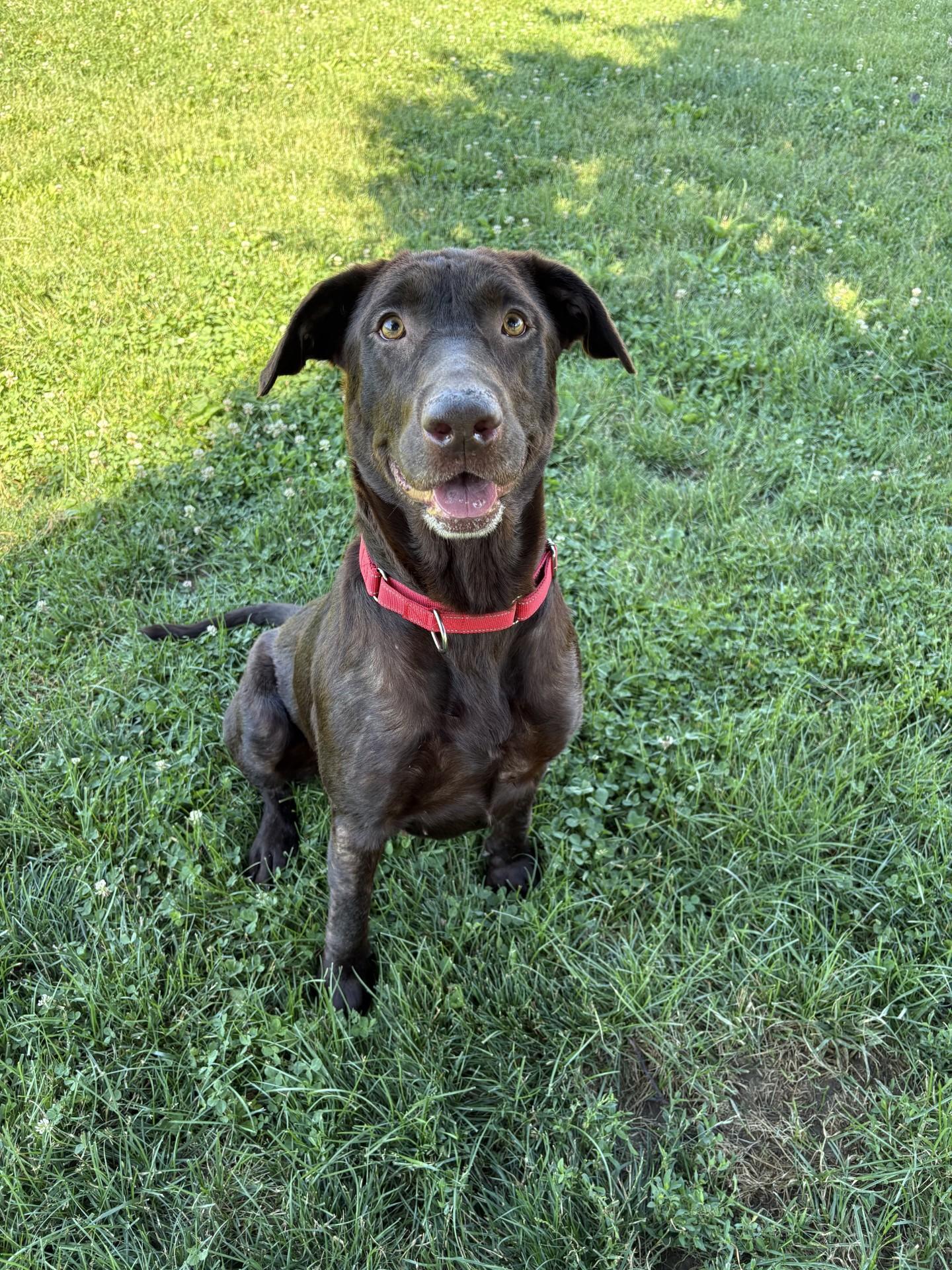 Essie, ADOPTABLE, Adult Female Chocolate Labrador Retriever.