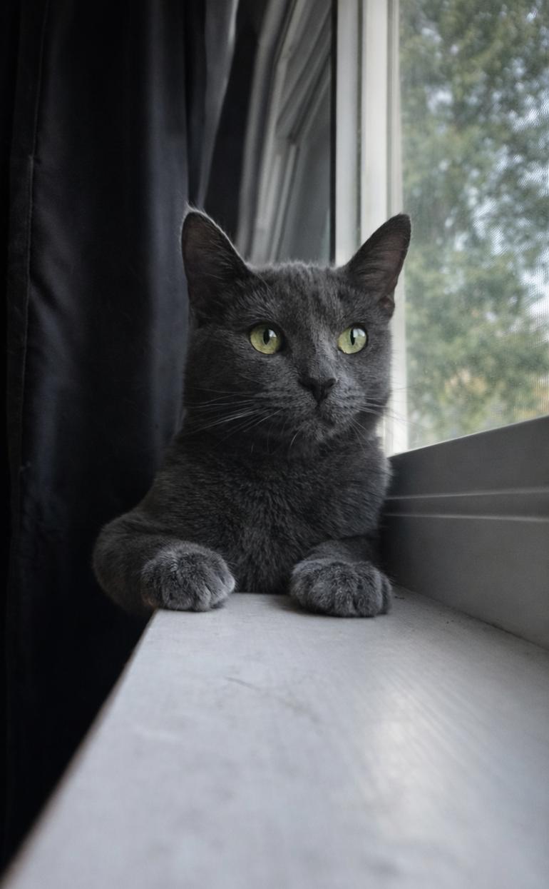 Violet D, adopted, Young Female Russian Blue.