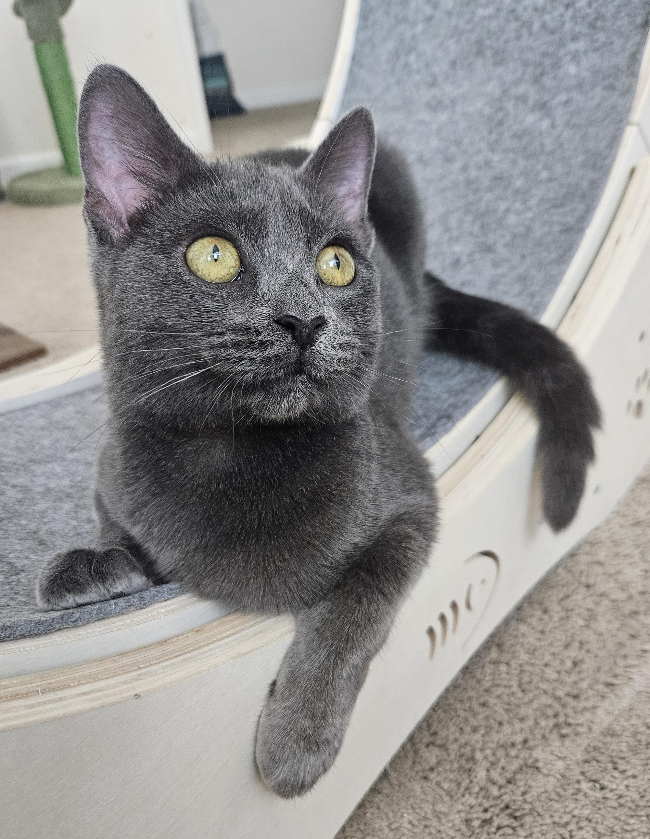 Enlarge Violet D, an adopted Russian Blue in Fresno, CA image 4/6