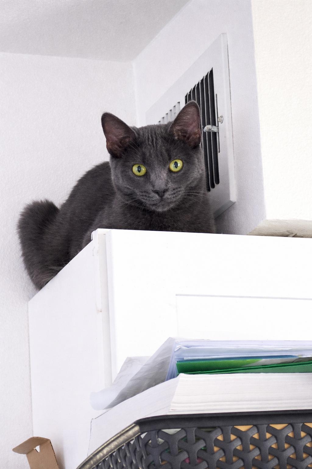 Enlarge Violet D, an adopted Russian Blue in Fresno, CA image 2/6