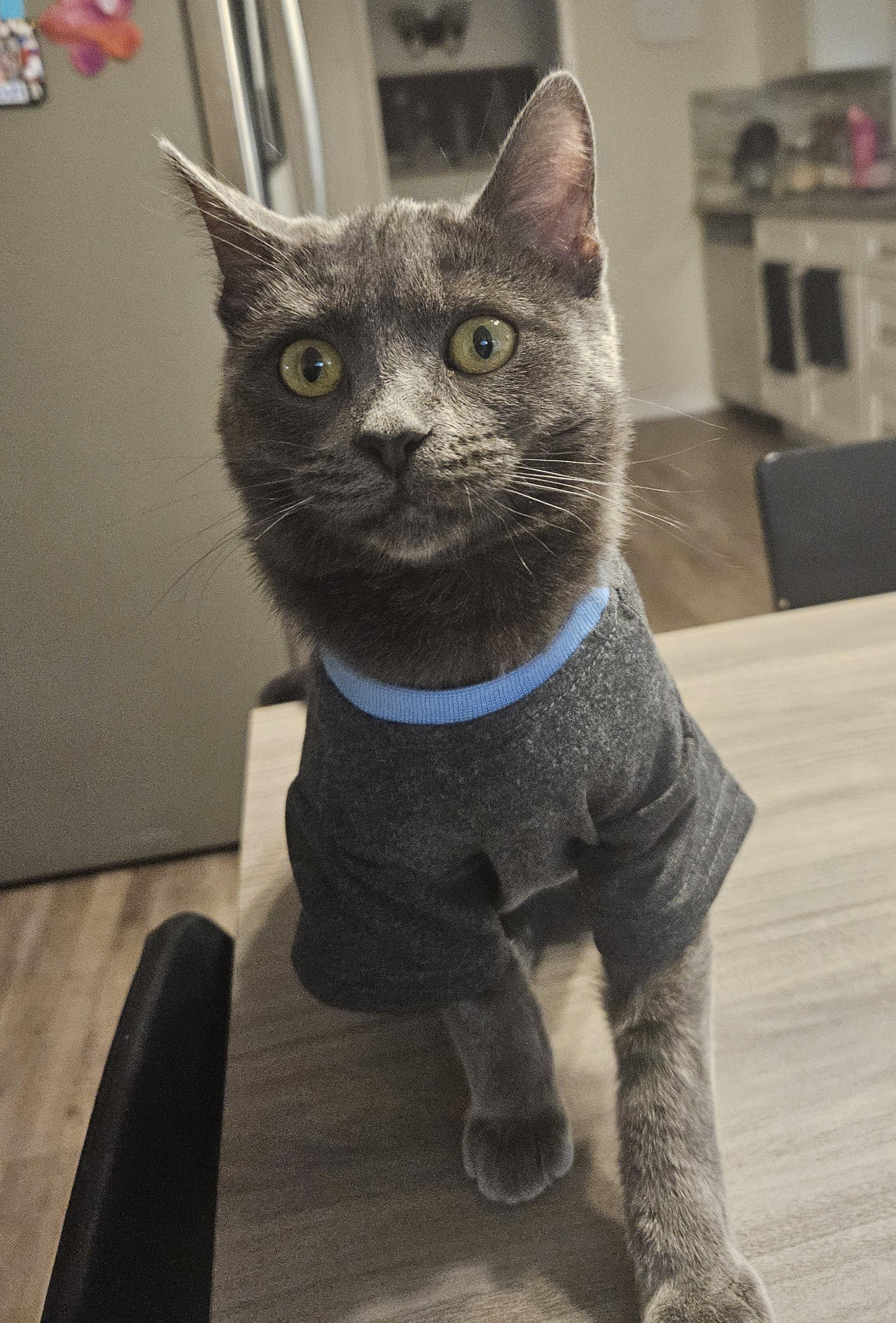 Enlarge Violet D, an adopted Russian Blue in Fresno, CA image 6/6