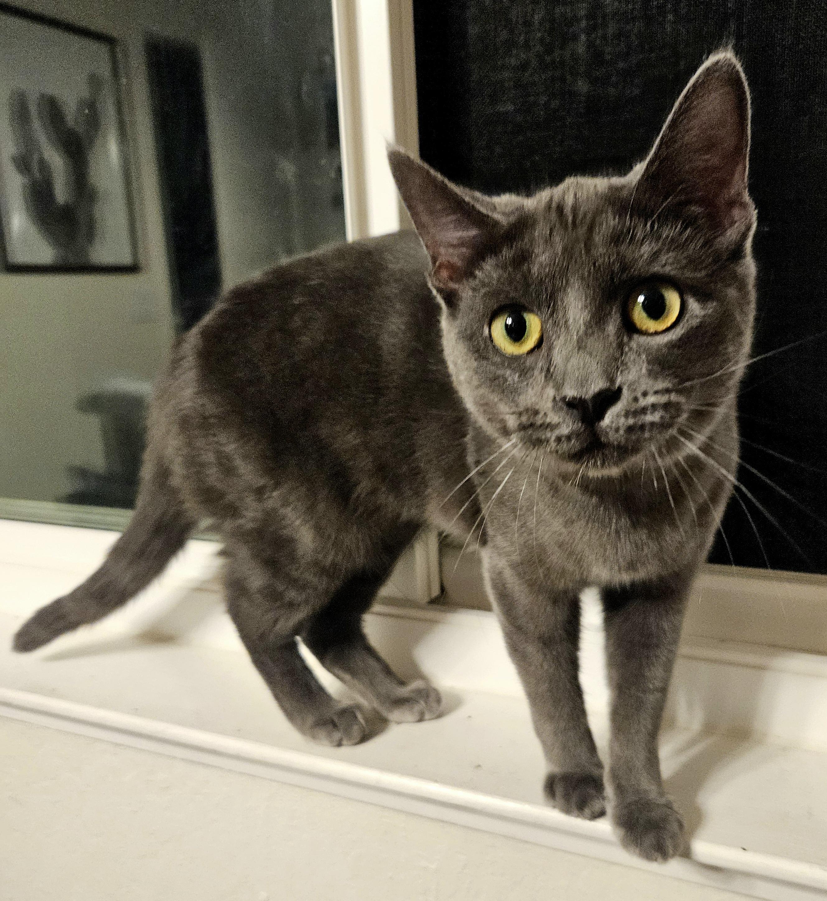 Enlarge Violet D, an adopted Russian Blue in Fresno, CA image 5/6