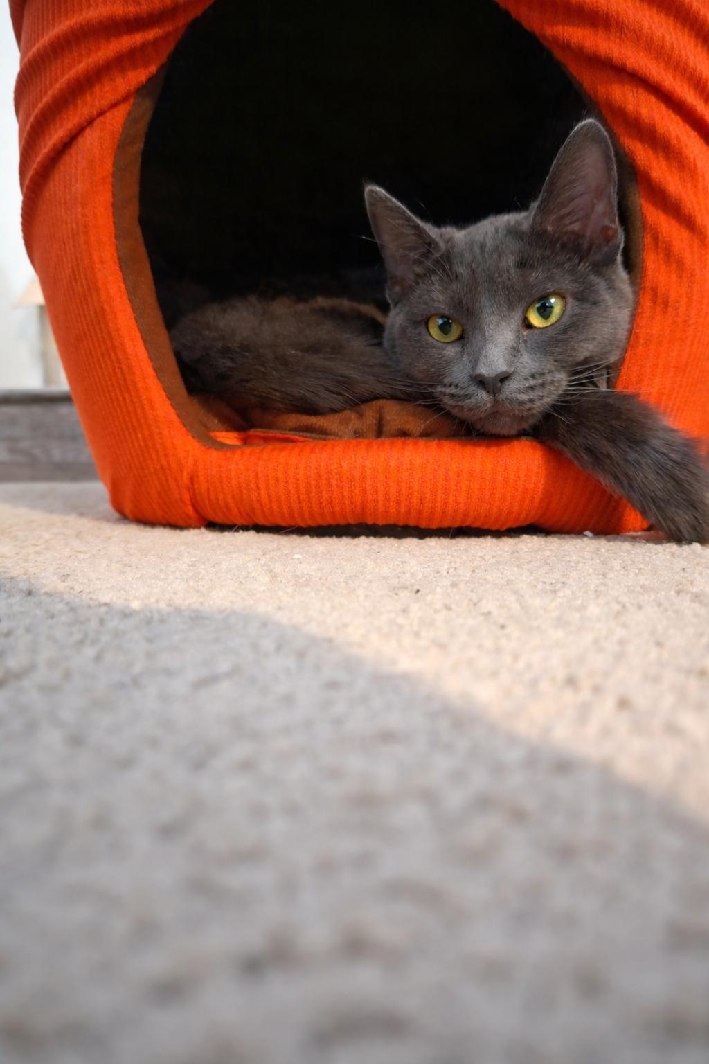 Enlarge Violet D, an adopted Russian Blue in Fresno, CA image 3/6