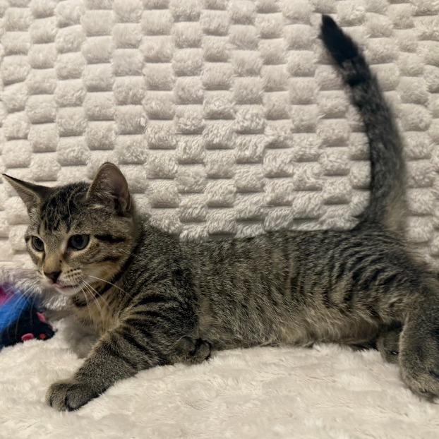 Murphy, Adoptable, Kitten Male Domestic Short Hair.