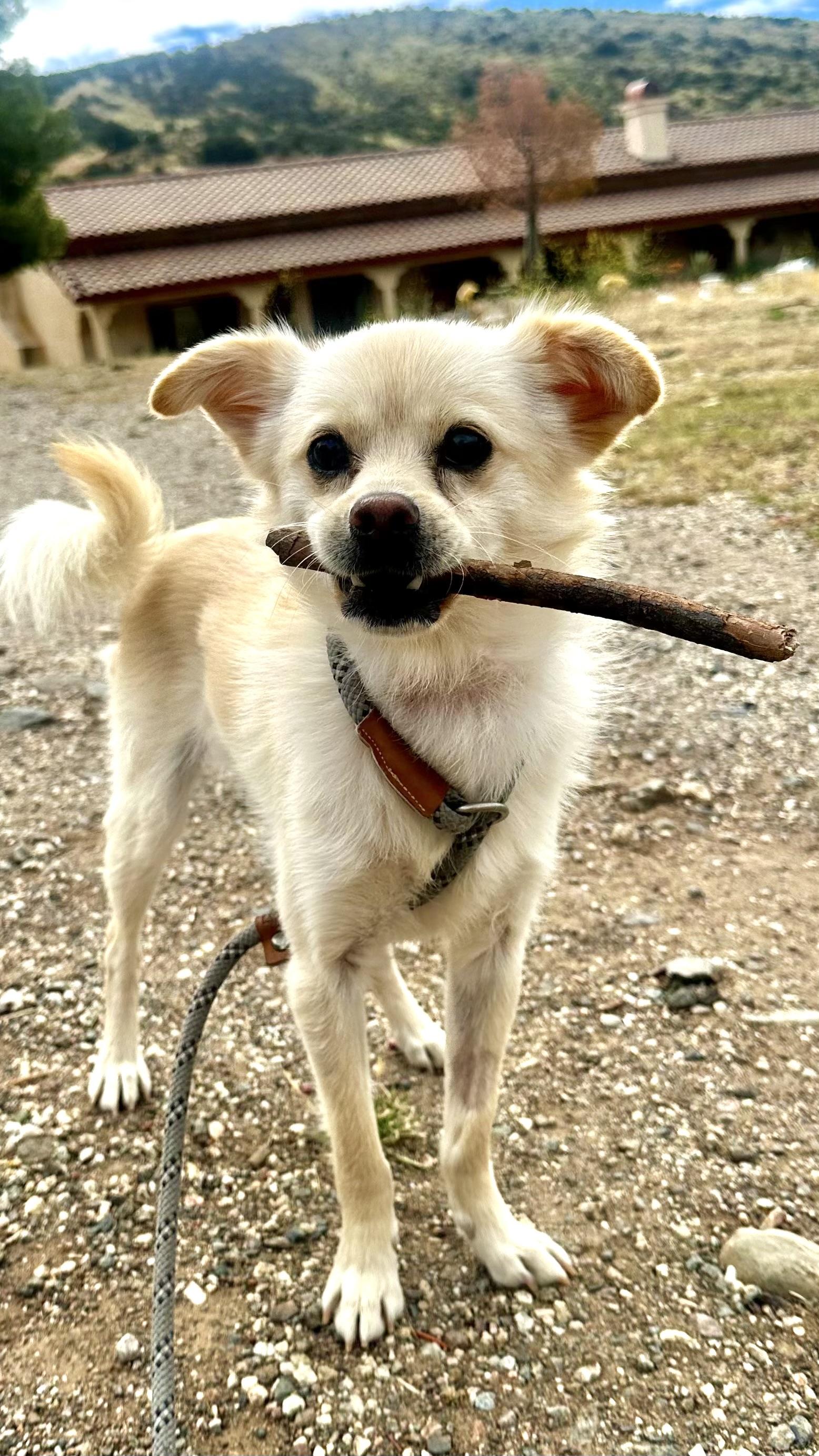 Enlarge Sonny, a Adoptable mixed breed in Agua Dulce, CA image 6/6