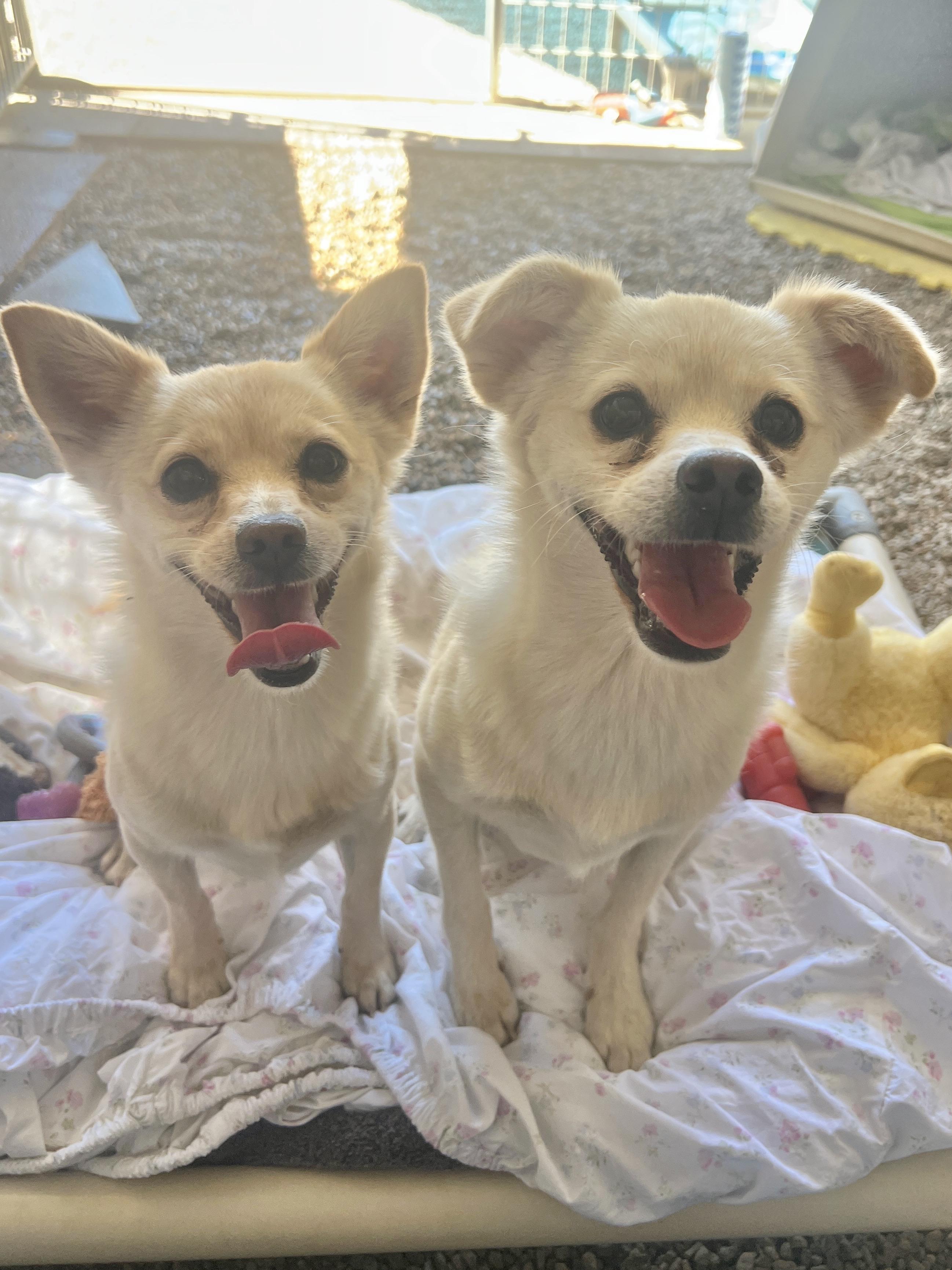 Enlarge Sonny, a Adoptable mixed breed in Agua Dulce, CA image 2/6