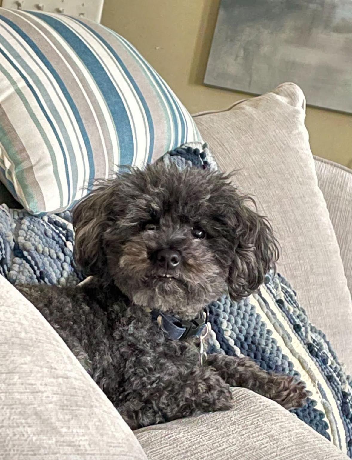 JAX, Adult Male unknown