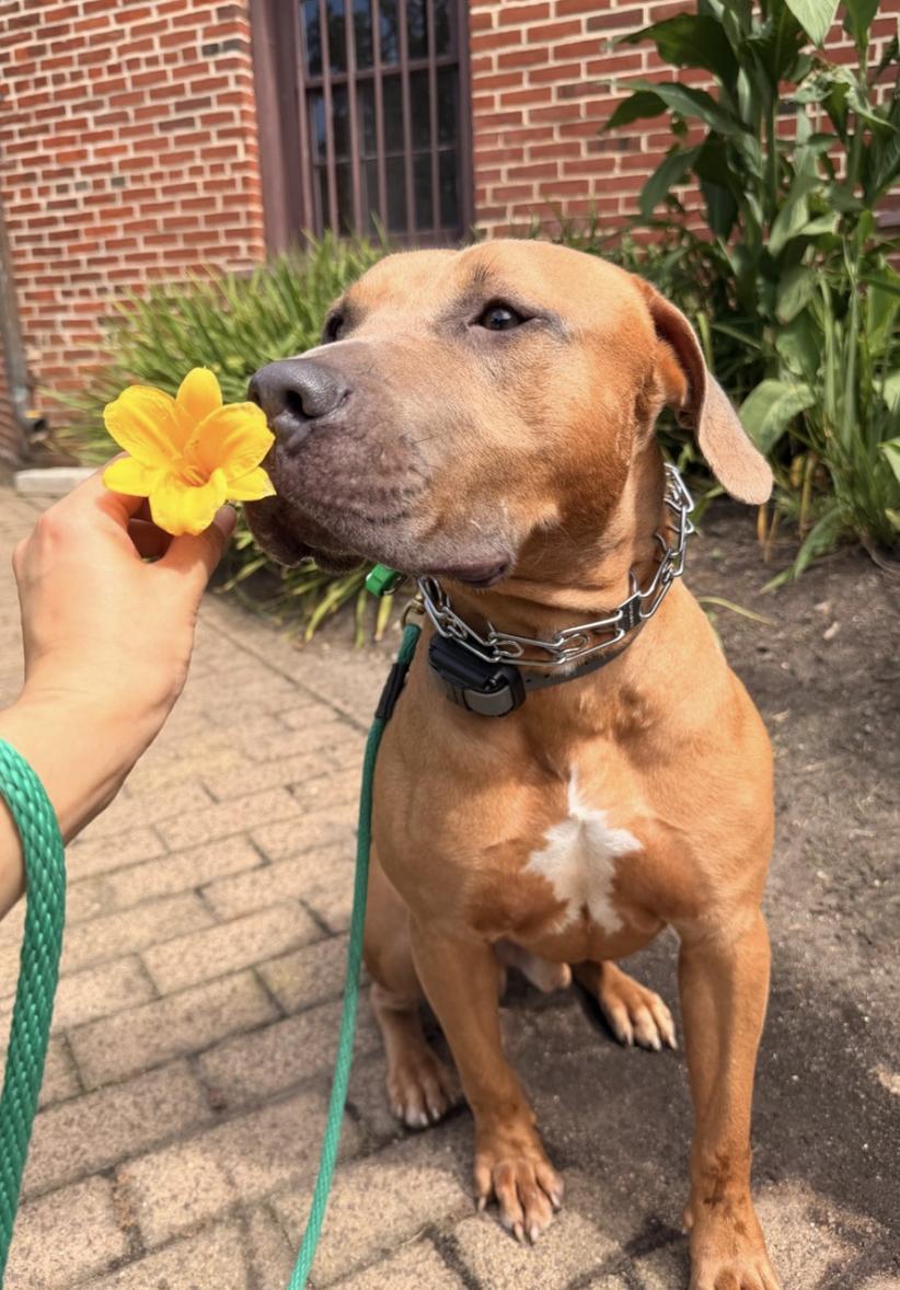 Enlarge DJ, a Adoptable mixed breed in Tinton Falls, NJ image 2/6