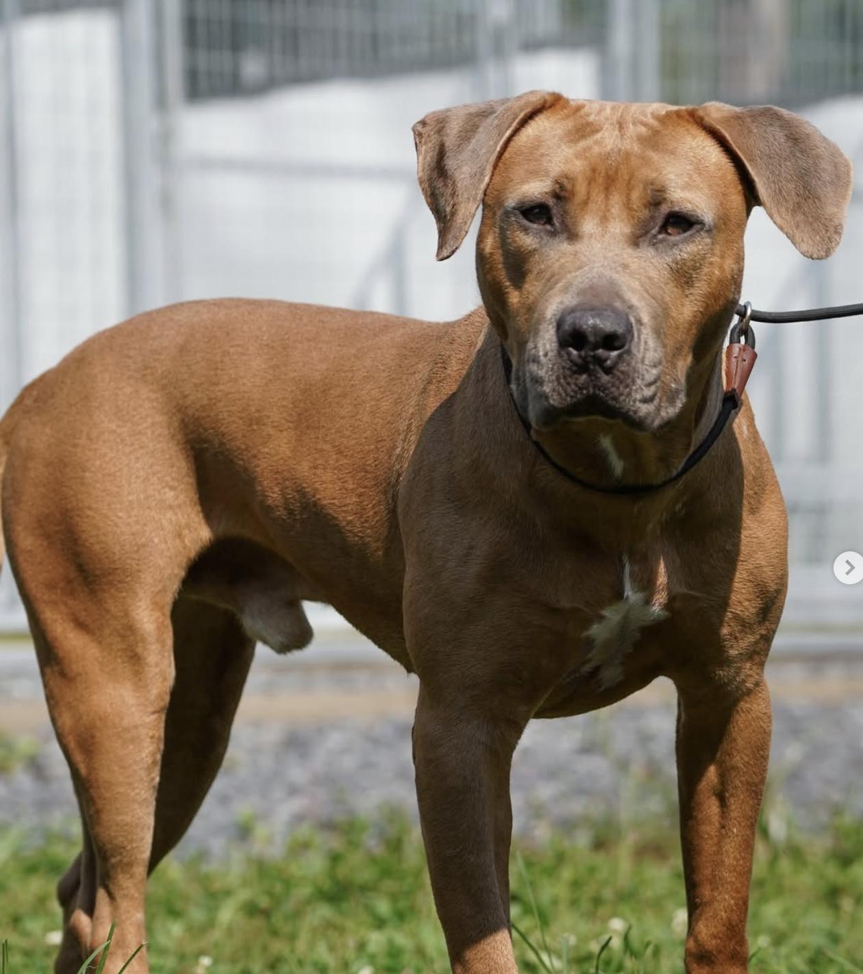 DJ, Adoptable, Young Male American Staffordshire Terrier & Pit Bull Terrier.