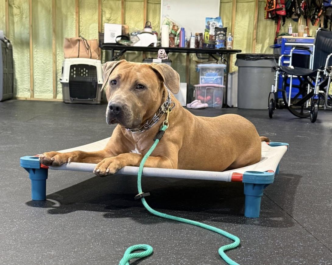 Enlarge DJ, a Adoptable mixed breed in Tinton Falls, NJ image 6/6
