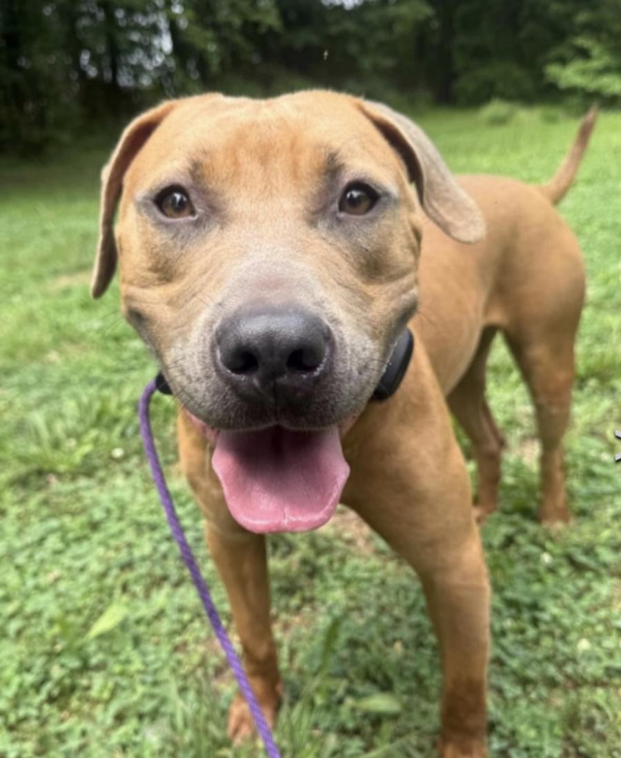 Enlarge DJ, a Adoptable mixed breed in Tinton Falls, NJ image 3/6