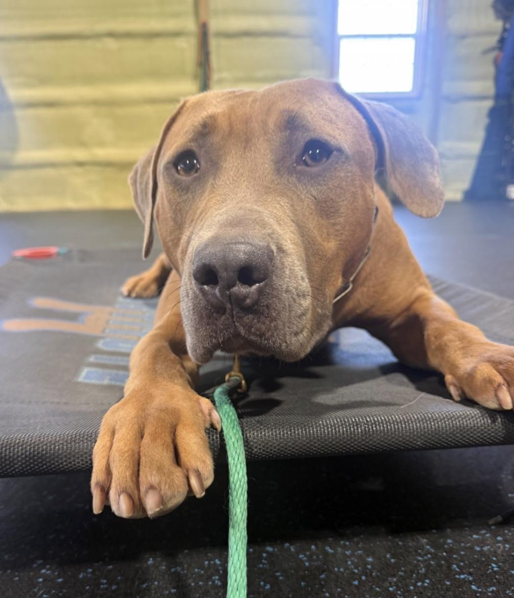 Enlarge DJ, a Adoptable mixed breed in Tinton Falls, NJ image 5/6